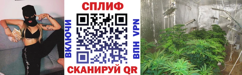 где найти наркотики  Иваново  Канабис сатива 